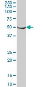 Anti-ATP5B antibody produced in mouse