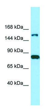 Anti-IQSEC2 antibody produced in rabbit