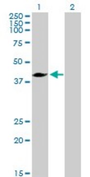 Anti-MVD antibody produced in rabbit