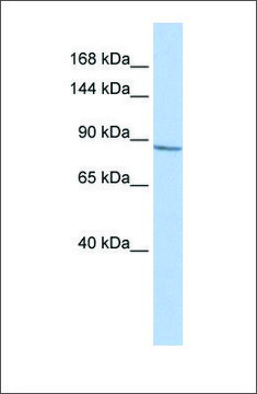Anti-KCNB1 antibody produced in rabbit