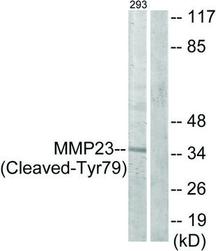 Anti-MMP23 (Cleaved-Tyr??) antibody produced in