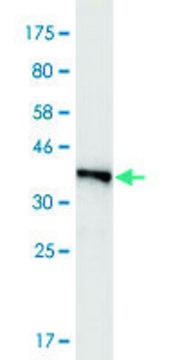 Monoclonal Anti-FMN2, (C-terminal) antibody produced