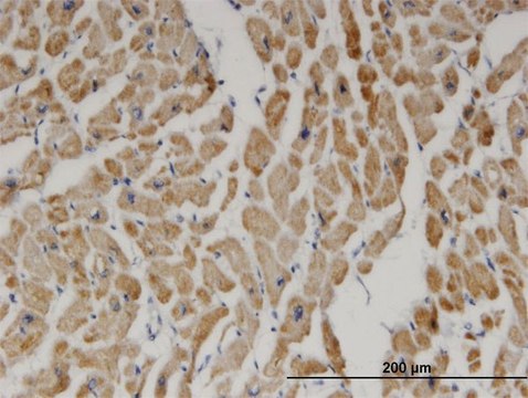 Monoclonal Anti-DECR1 antibody produced in