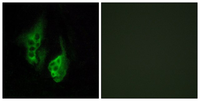 Anti-OPN5 antibody produced in rabbit