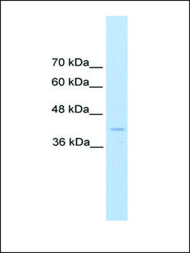 Anti-REN antibody produced in rabbit