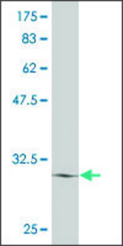 ANTI-ATOH7 antibody produced in mouse