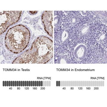 Anti-TOMM34 antibody produced in rabbit