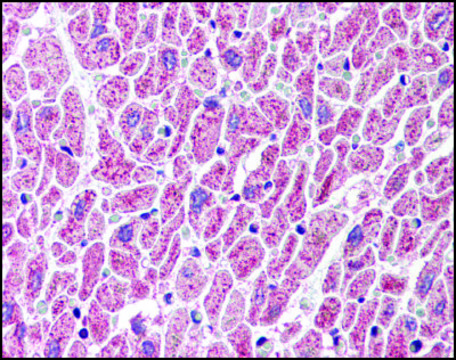 Anti-GBL antibody produced in rabbit