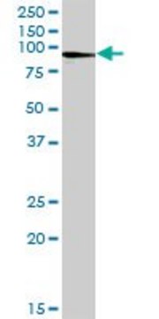 Anti-AFM antibody produced in mouse