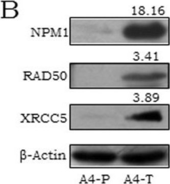 Monoclonal Anti-NPM1 antibody produced in