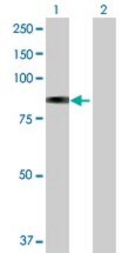 Anti-GLB1 antibody produced in rabbit