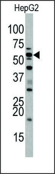 Anti-SIGLEC7 (D-siglec) (N-term) antibody produced