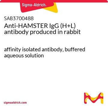 Anti-HAMSTER IgG (H+L) antibody produced
