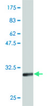 Monoclonal Anti-ATOH7 antibody produced in
