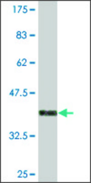 Monoclonal Anti-FAF1 antibody produced in