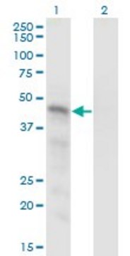 Monoclonal Anti-SNX15 antibody produced in