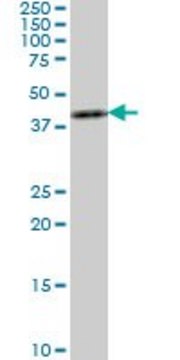 ANTI-ASCL1 antibody produced in mouse