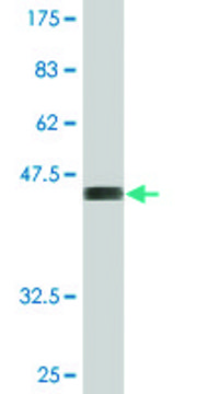 Monoclonal Anti-PTGES3 antibody produced in