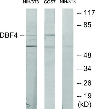 Anti-DBF4 antibody produced in rabbit