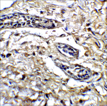 Anti-BCL9L antibody produced in rabbit