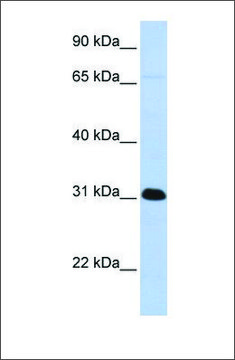 Anti-PADI4 antibody produced in rabbit