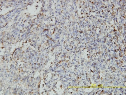 Monoclonal Anti-NUCB1 antibody produced in