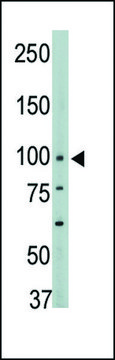 ANTI-PTPH1 (CENTER) antibody produced in
