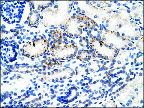Anti-BMP7 antibody produced in rabbit