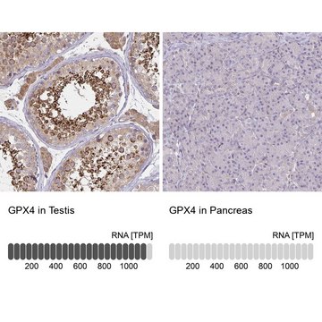 Anti-GPX4 antibody produced in rabbit