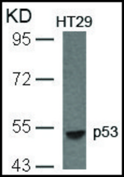 Anti-TP53 (Ab-33) antibody produced in