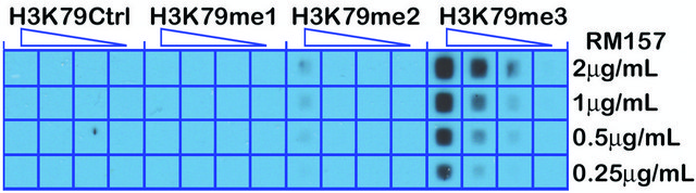 Anti-Trimethyl-Histone H3 (Lys79) antibody, Rabbit