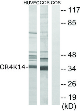 Anti-OR4K14 antibody produced in rabbit