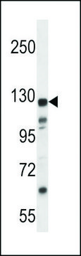 ANTI-K1324(C-TERMINAL) antibody produced in rabbit