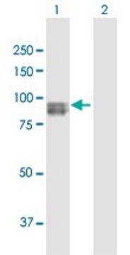 Anti-SEMA3G antibody produced in rabbit