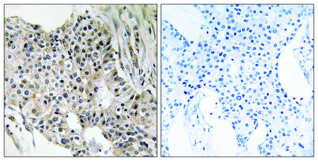 Anti-UEVLD antibody produced in rabbit