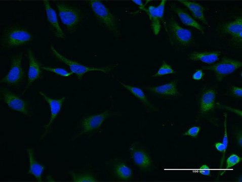 Monoclonal Anti-SNF1LK2 antibody produced in