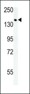 ANTI-SAMD9(C-TERMINAL) antibody produced in rabbit