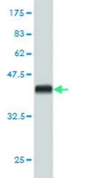 Monoclonal Anti-KIAA2002 antibody produced in