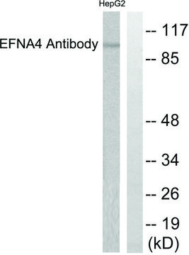 Anti-EFNA4 antibody produced in rabbit