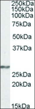 Anti-NDUFS3 antibody produced in goat