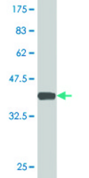 Monoclonal Anti-CLIC3, (C-terminal) antibody produced