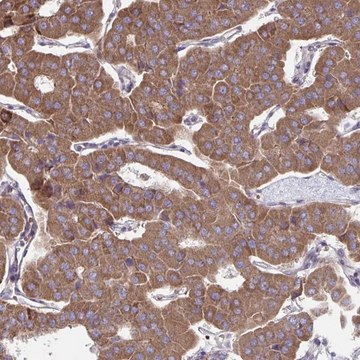 Anti-ITPR2 antibody produced in rabbit