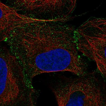 Anti-ELOC antibody produced in rabbit