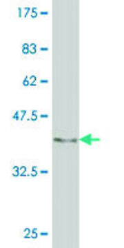 ANTI-EGR1 antibody produced in mouse