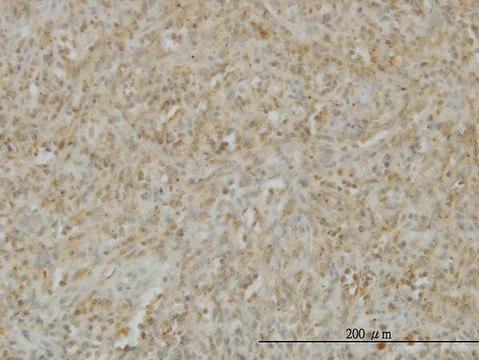 Monoclonal Anti-TNFSF14 antibody produced in