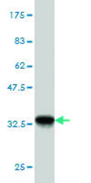 Monoclonal Anti-GTF2A1 antibody produced in