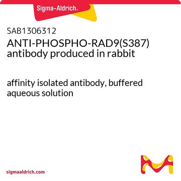 ANTI-PHOSPHO-RAD9(S387) antibody produced in rabbit