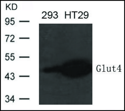 Anti-SLC2A4 antibody produced in rabbit