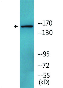 Anti-phospho-Werner Syndrome Helicase (pSer¹¹?¹) antibody