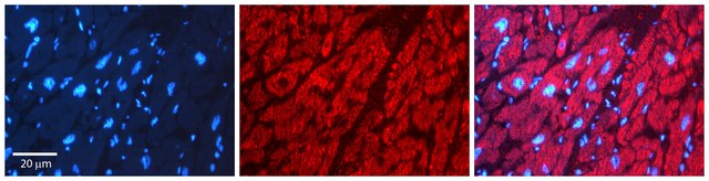 Anti-PPIB antibody produced in rabbit